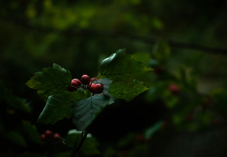 the leaves and berry buds are in a green forest