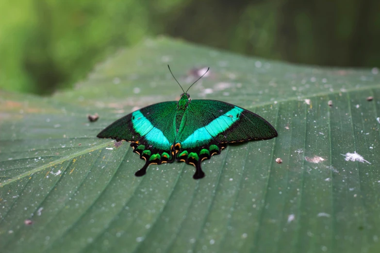 a green erfly that is sitting on a leaf