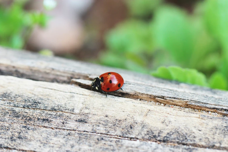 small red ladybug walking across a wooden surface