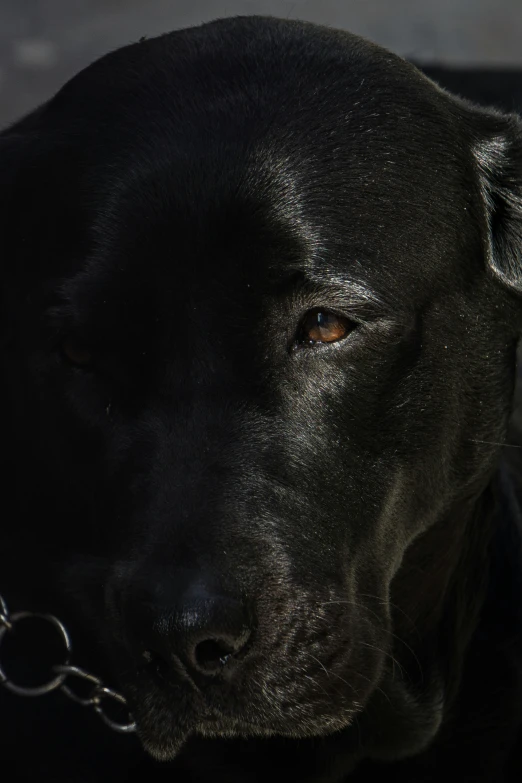 a black dog wearing a metal chain around its neck