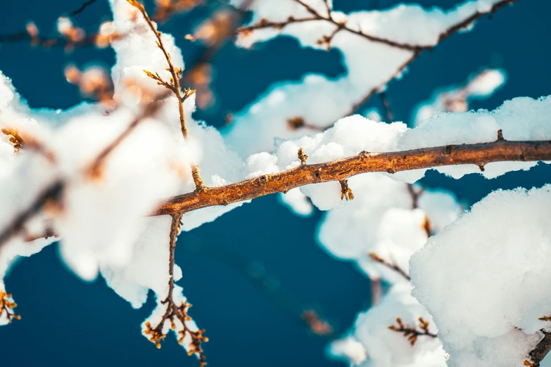 a close up view of a tree nch, with snow on it