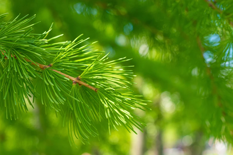 close up of pine needles on a tree nch