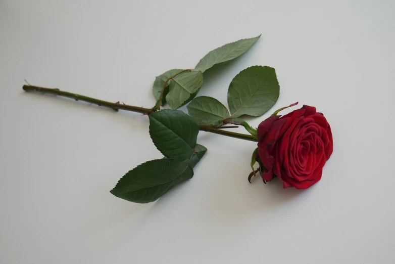 a single red rose on a white background