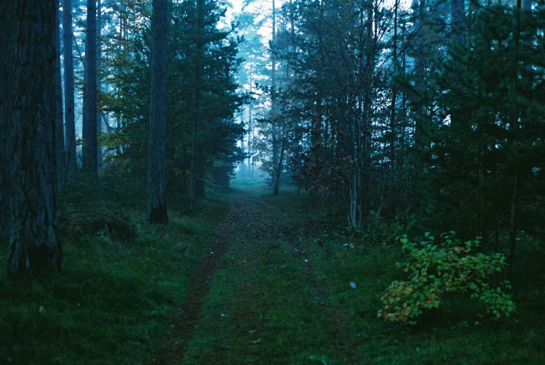 a tree filled path in a forest on a cloudy day
