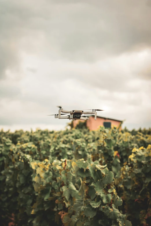 a small airplane flying over a field full of green plants