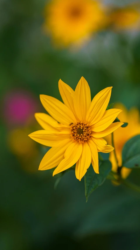 a yellow flower sits on some leaves and grass