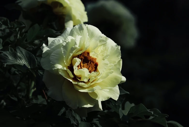 two yellow flowers on some leaves in the dark