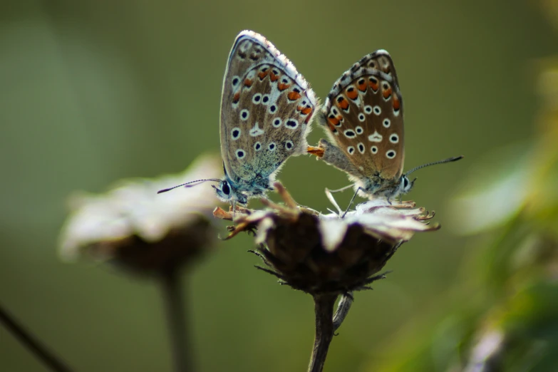 two erflies are sitting on a plant with leaves