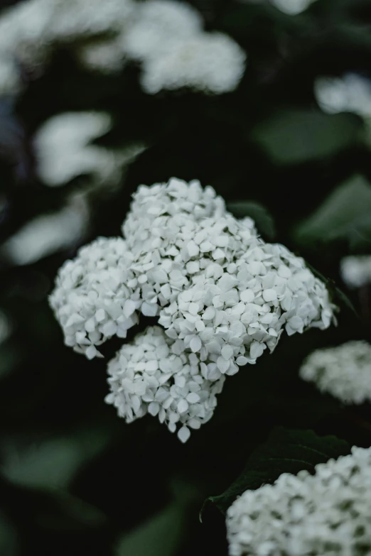 the flowers on this plant look like they're floating in the air