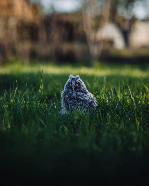 a little owl sitting in the middle of a grassy field