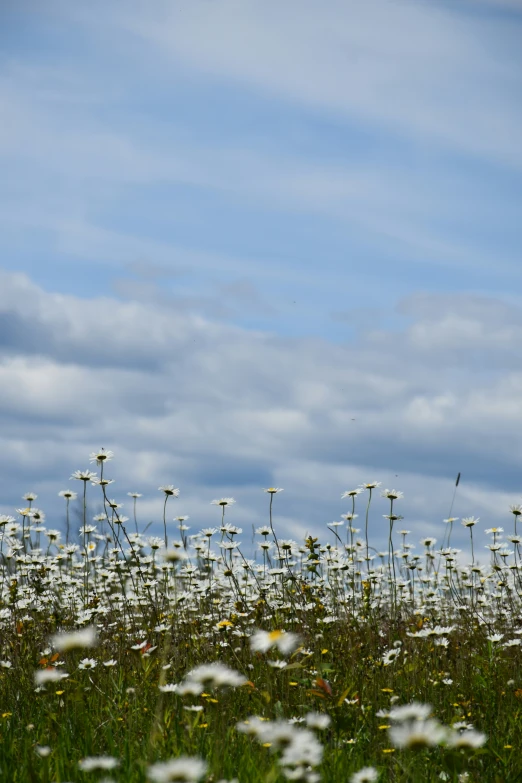 tall, white flowers against a cloudy blue sky