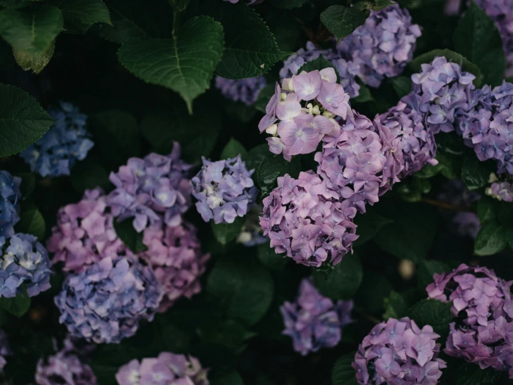 the flowers of the plants are purple and green