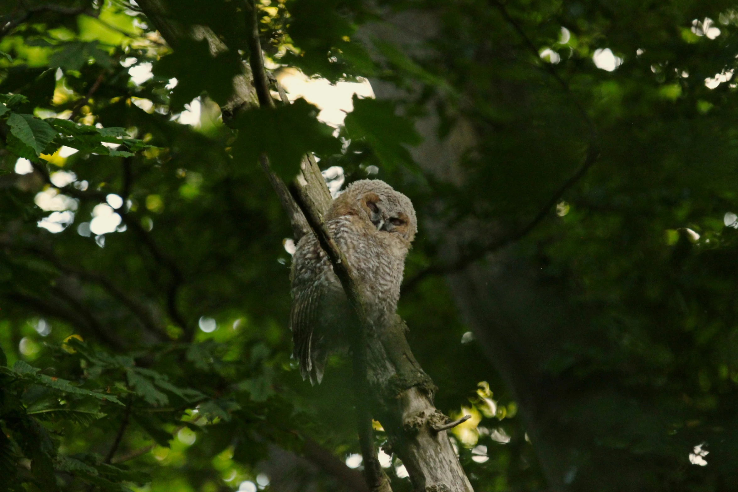 an owl with its face covered up while perched on a tree nch