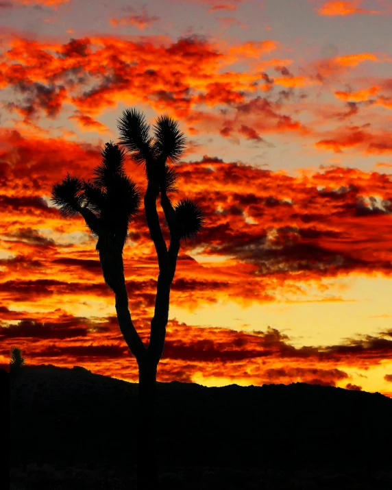 a very beautiful sunset with a big cactus silhouetted against the sky