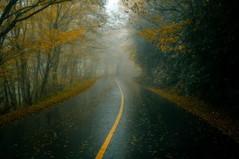 a wet road with trees lining the side and on one side, in front is fall foliage on the other