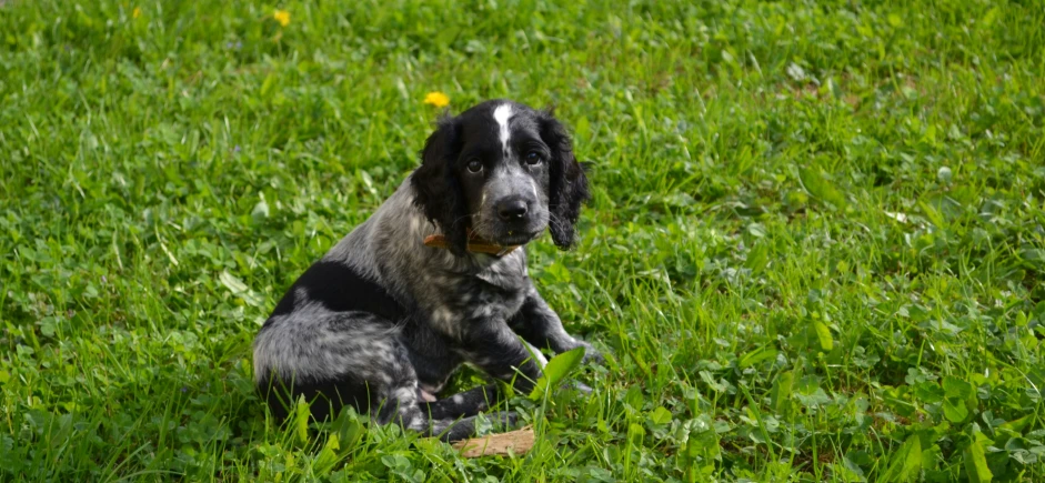 a dog sitting in the grass, and it is looking at the camera