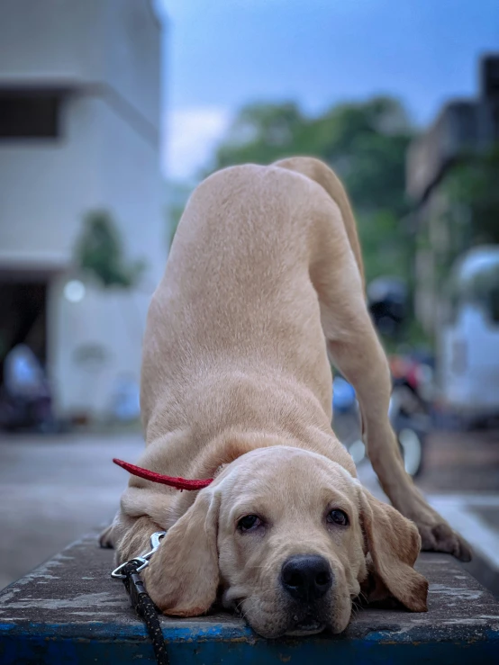 a large dog is laying down on the sidewalk