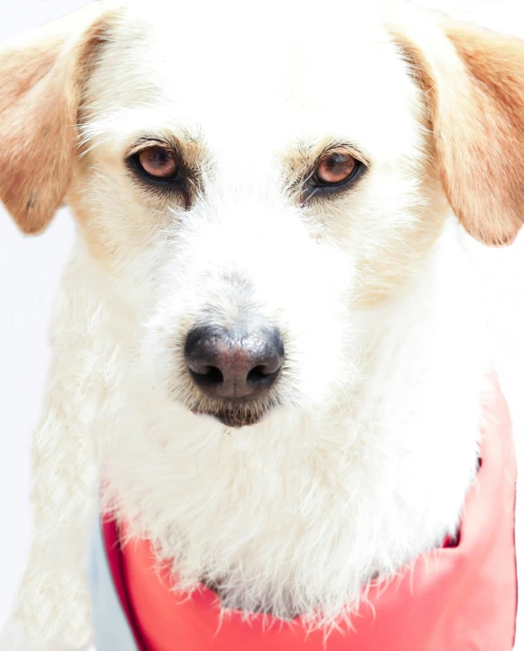 close up view of a dog with brown eyes wearing a red vest