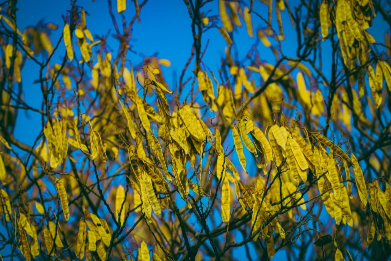 the background image has bright yellow flowers growing from the nches