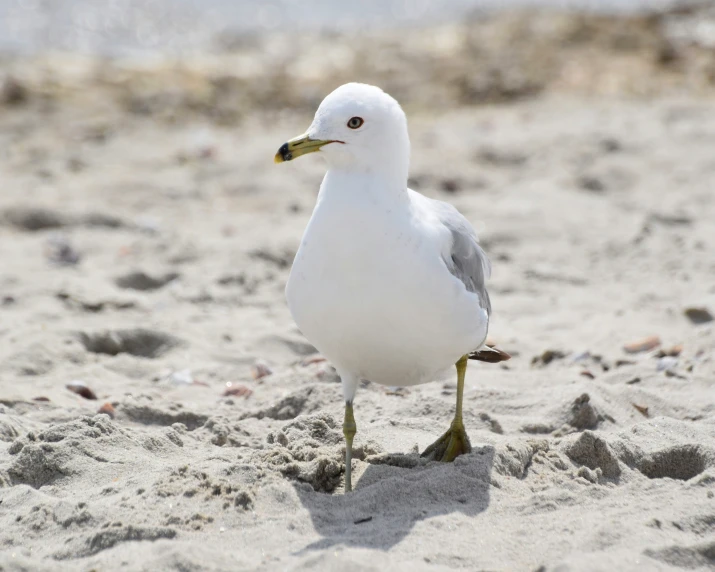 a white bird walking on the beach sand