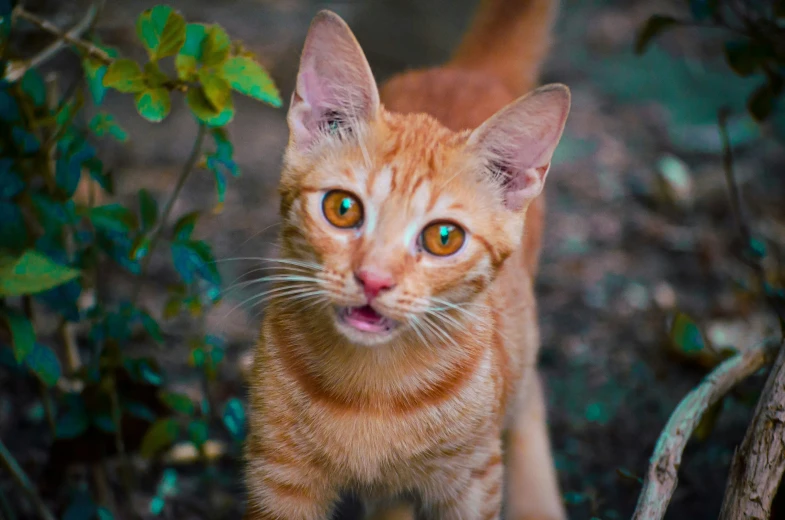 a little kitten that is looking at the camera