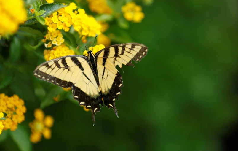 a beautiful erfly with black stripes on its wings is sitting on some yellow flowers