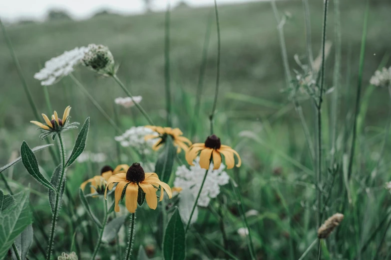 yellow and white flowers in the middle of tall grass