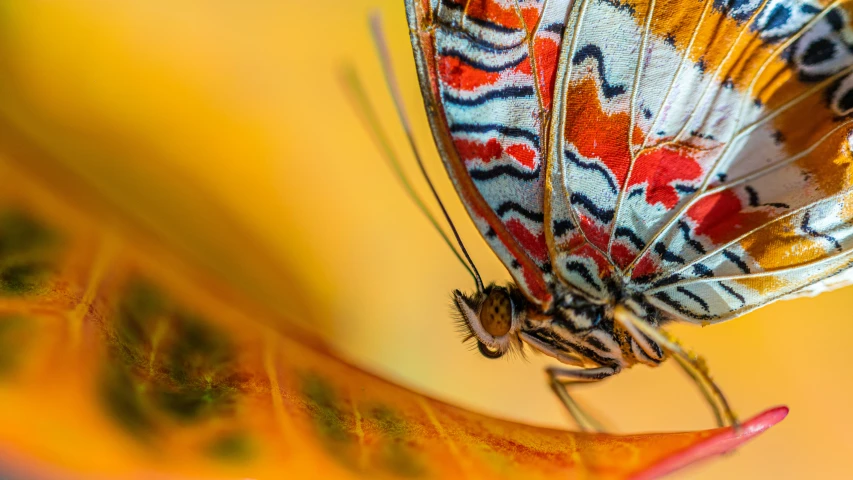 a close up po of a colorful erfly