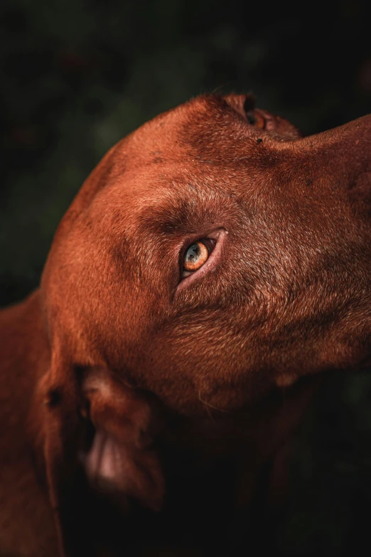 a close up of a brown dog with its eyes wide open