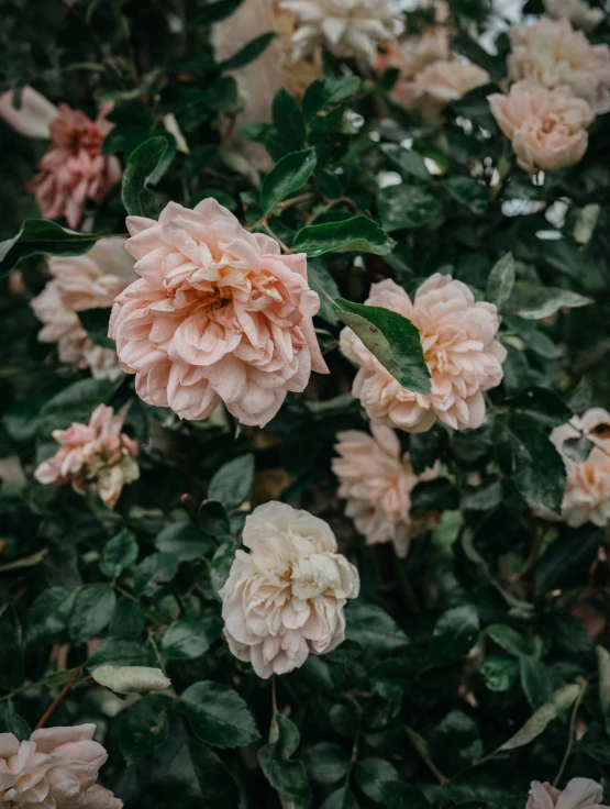 flowers and leaves are in bloom outside in the rain