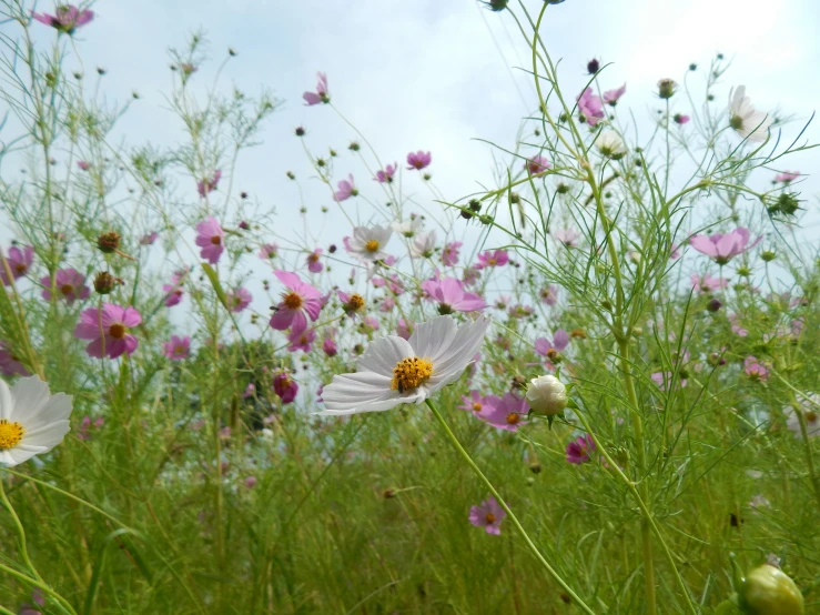 an area full of flowers and a sky background