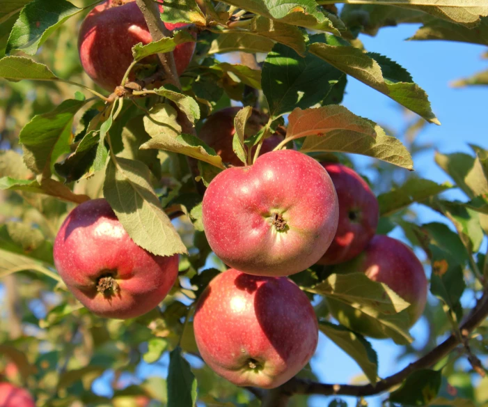 apples still growing on the tree all alone