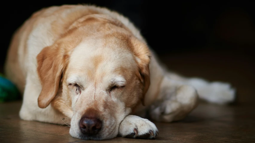 a tired looking dog lying on the ground with his eyes closed