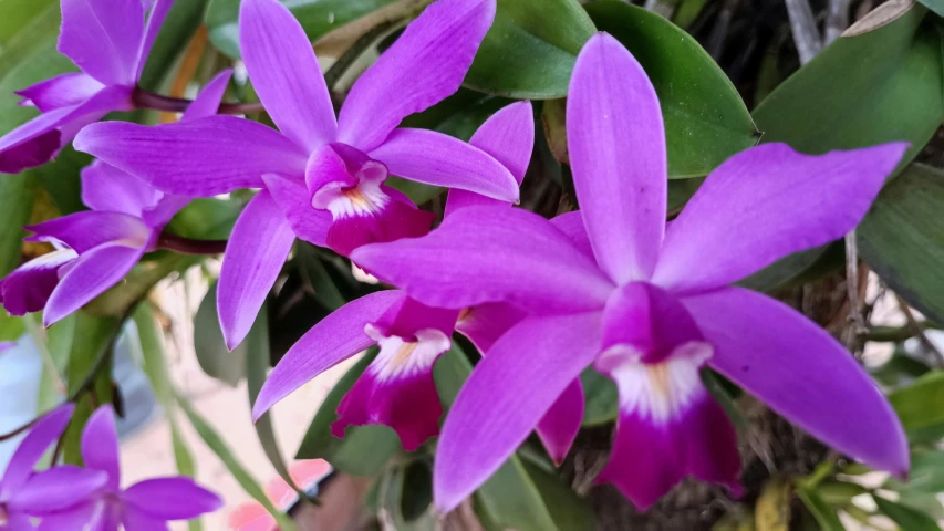 a large purple flower with leaves and other plants