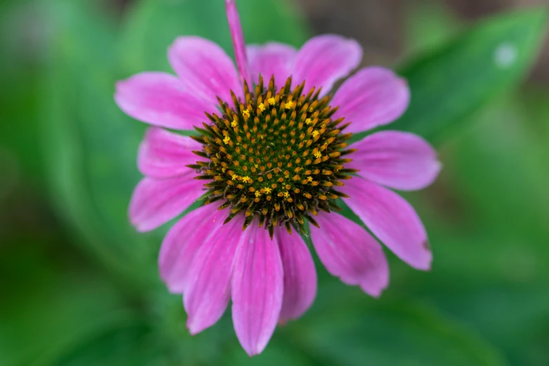 the small purple flower with yellow center is blooming