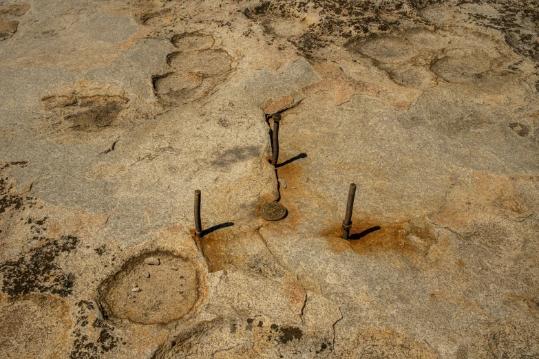 the tracks in the sand and grass of the walking trail are marked