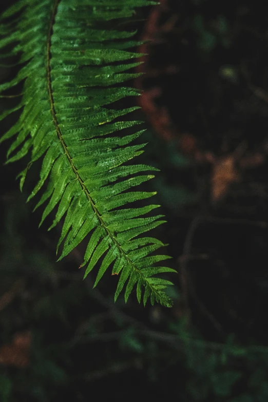 a fern leaf and its green spiky frond