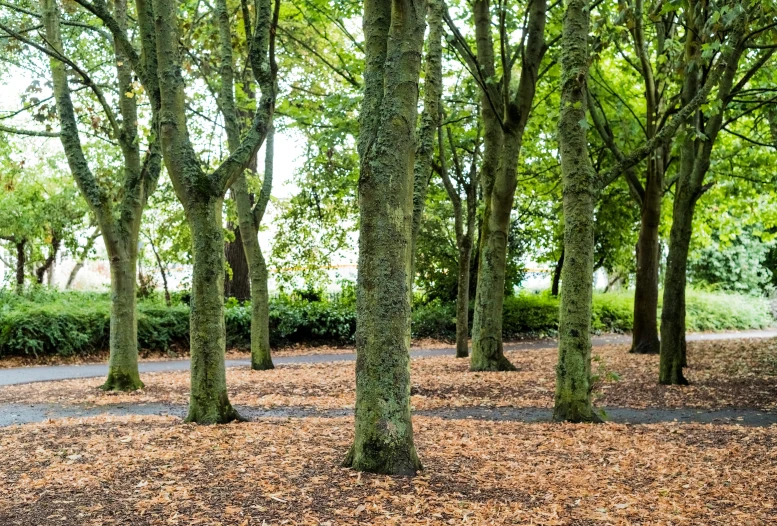 several trees that are standing in the dirt