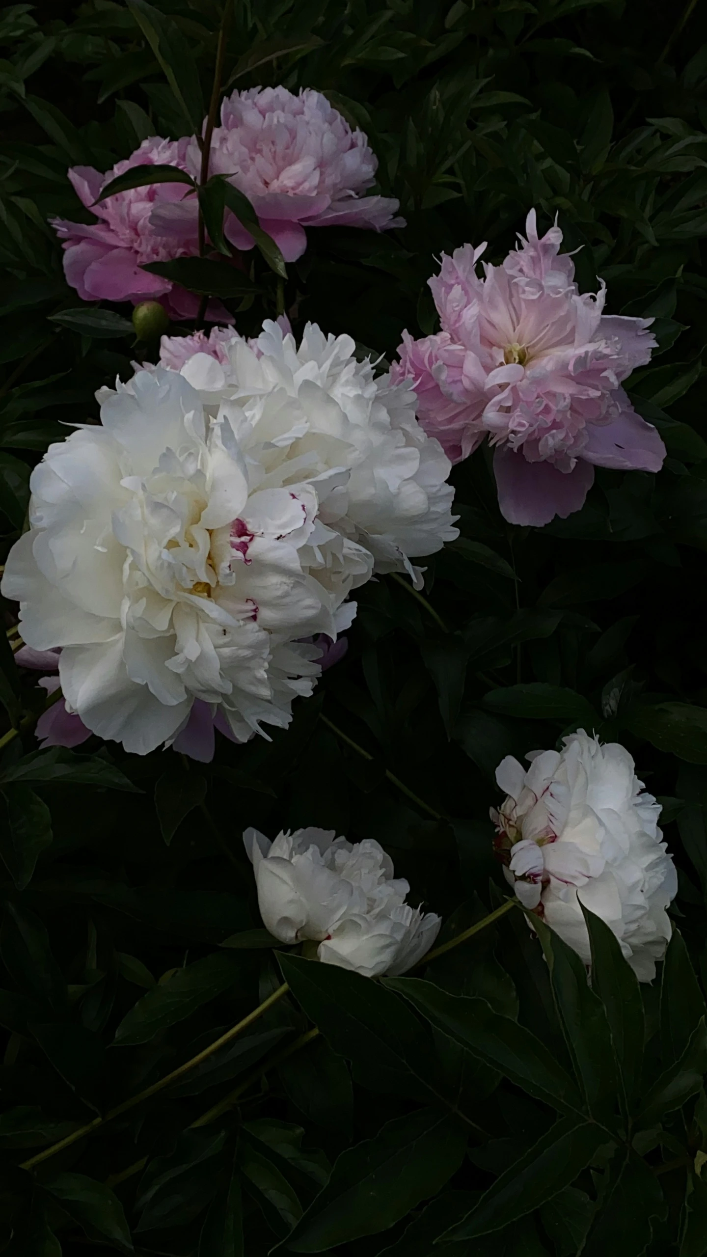 pink and white flowers with green leaves