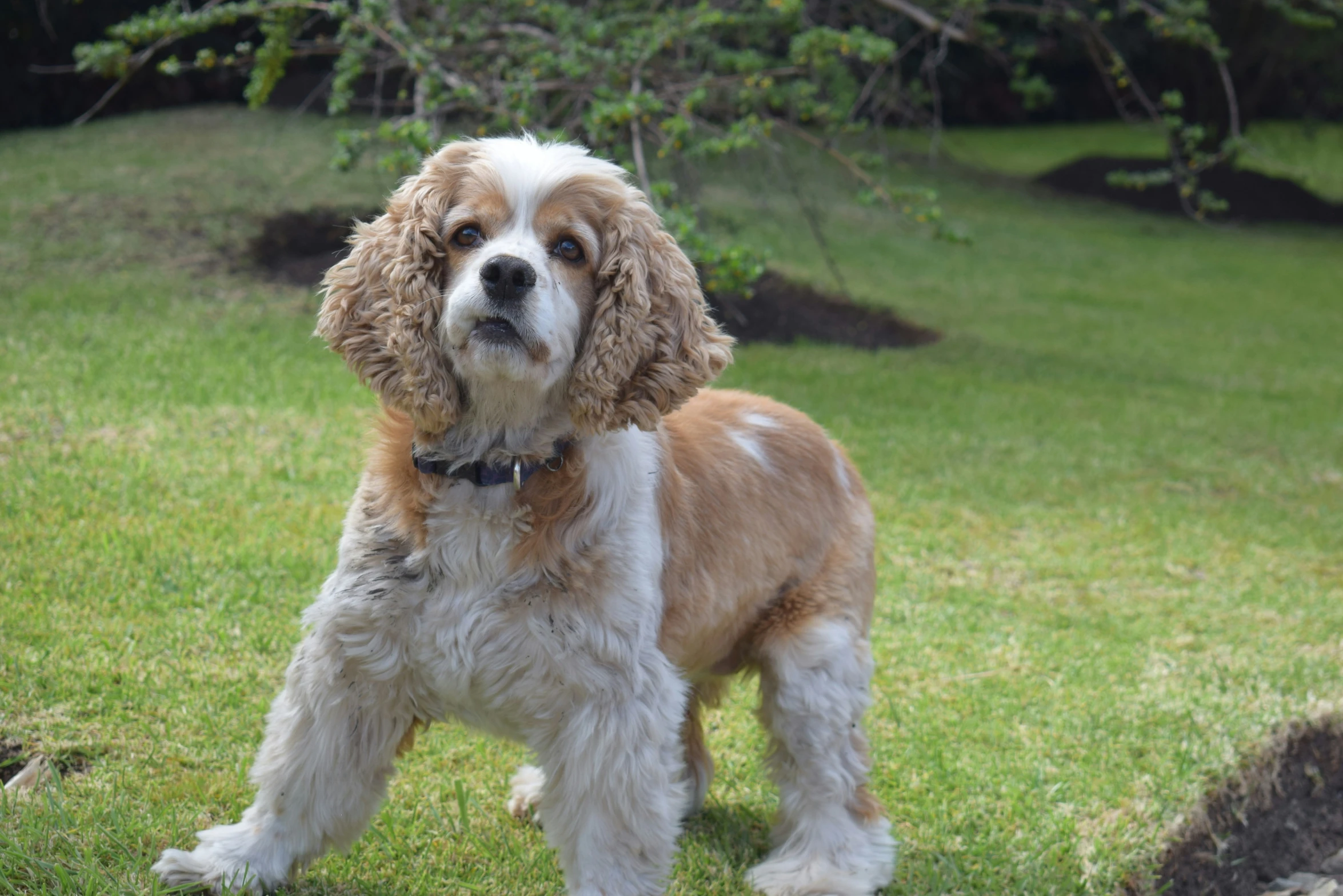 a dog is standing on some grass in a field