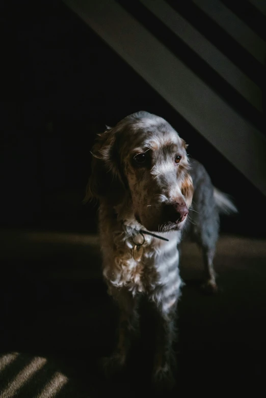 a brown dog standing on top of a dark floor