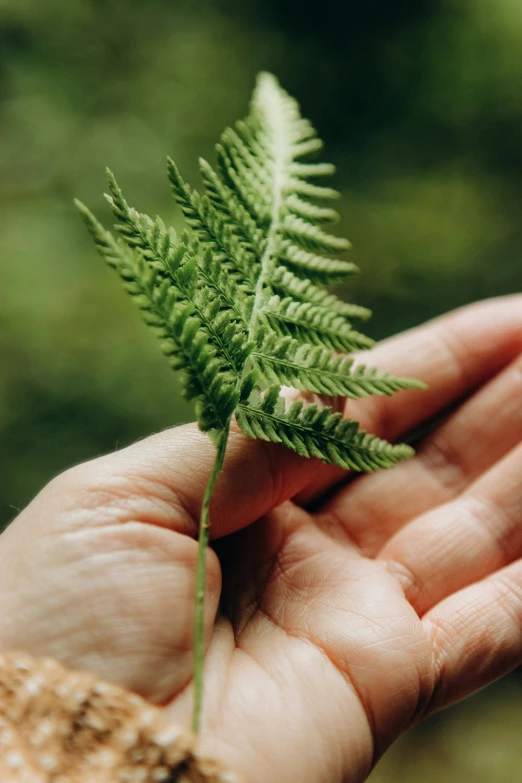 a person holding a green leaf in their hand