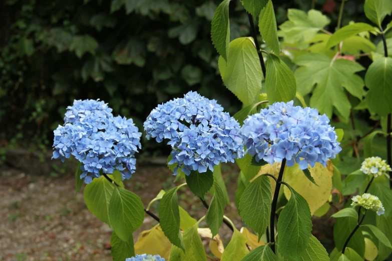 several blue flowers stand near a bush and trees