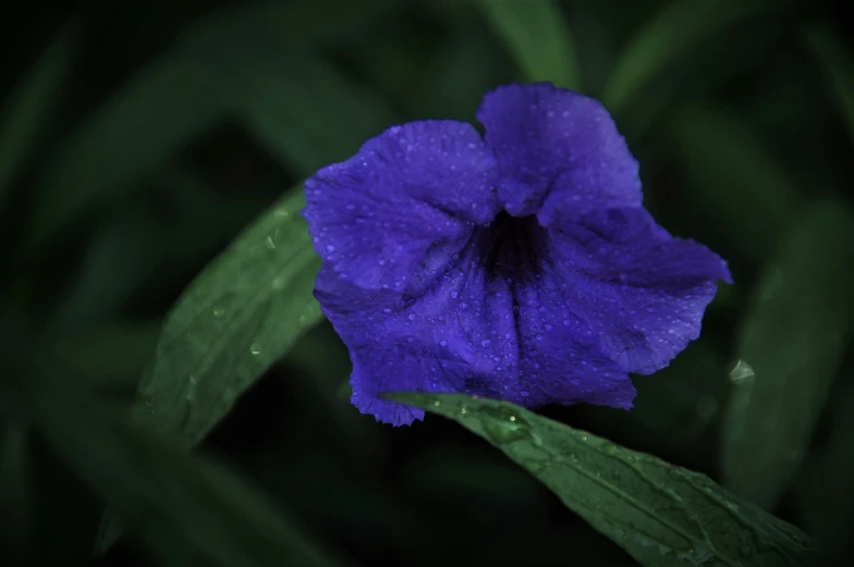 a blue flower with dew on its petals