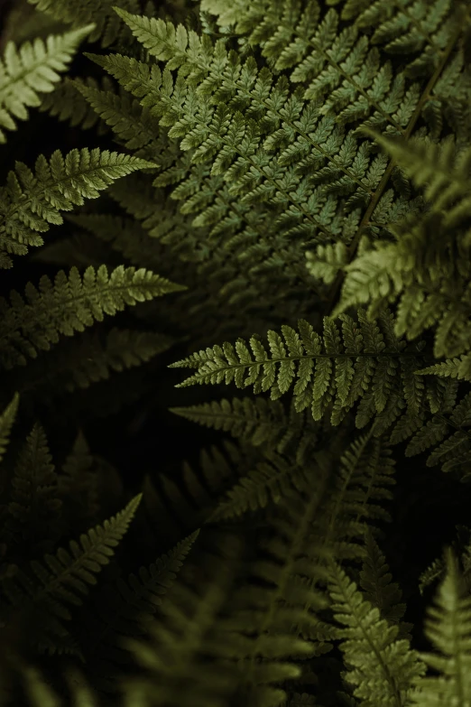 green fern leaves are in a dark forest