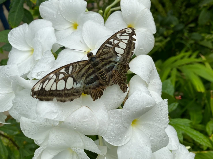 large brown and black erfly with brown markings on its wings sitting on white flowers