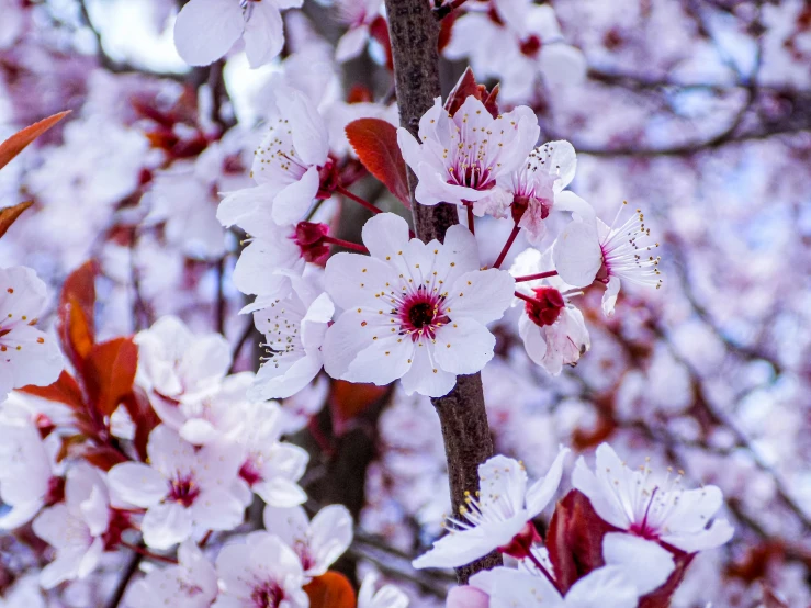 the flowers are blooming on a tree in the day