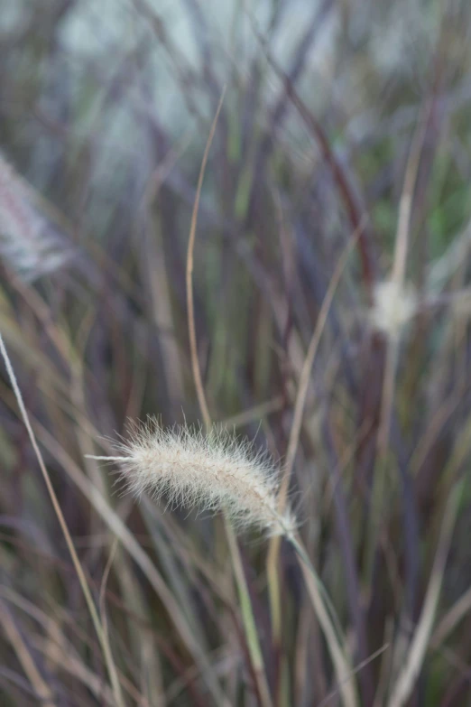 grass is shown growing in a field with some bushes