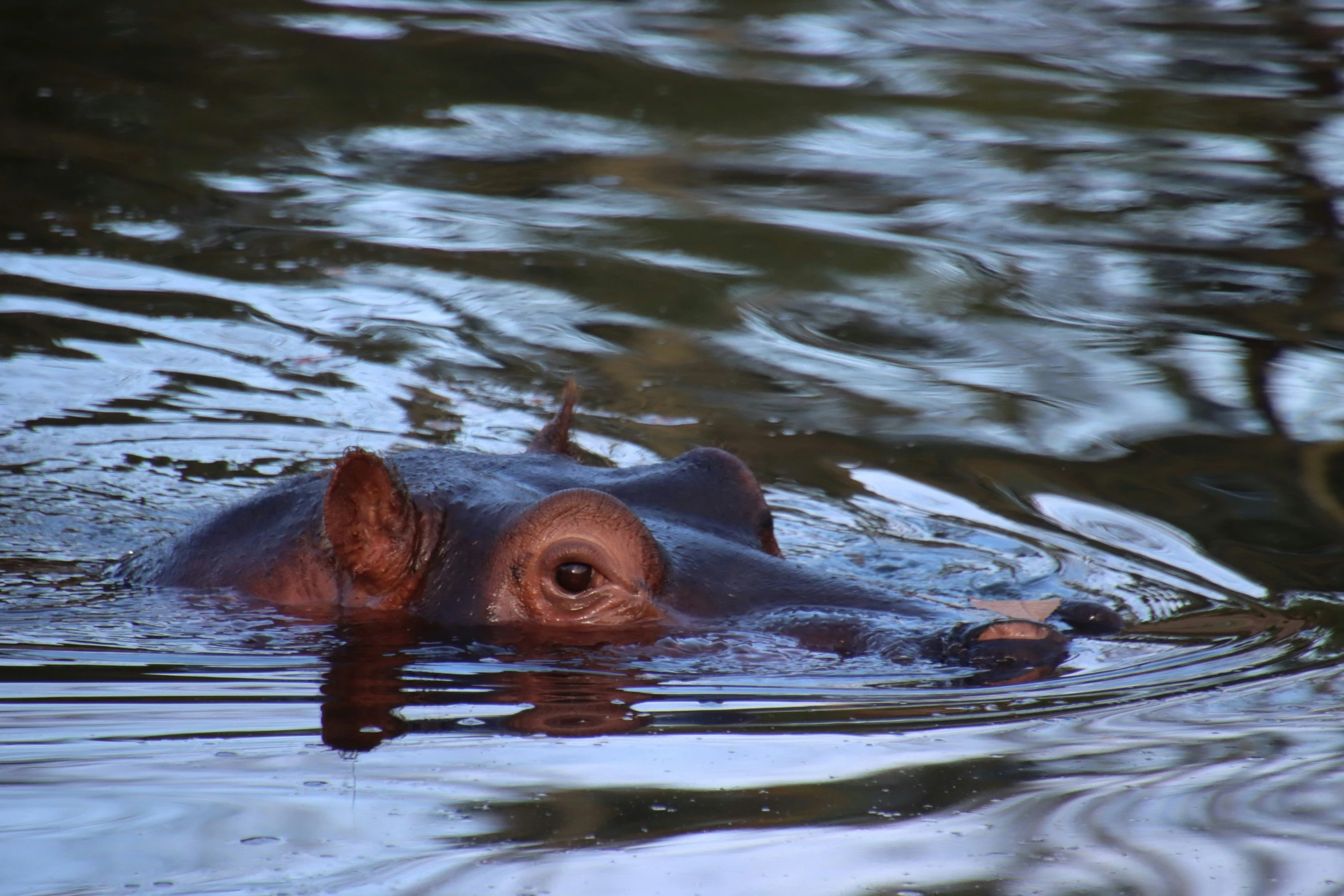 the hippo is swimming in the water, looking at us