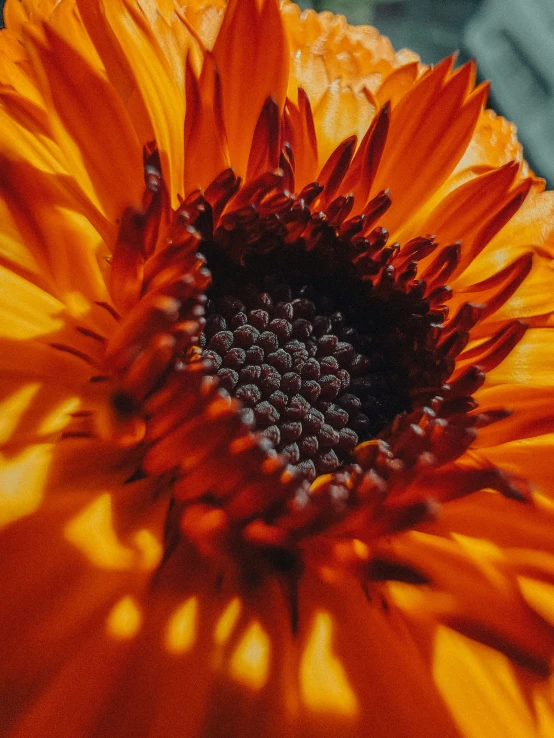 an orange flower sitting on top of a table